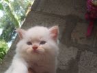 Persian Kittens