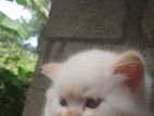 Persian Kittens