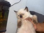 Persian Kittens