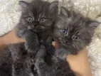 Persian Kittens