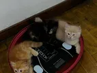 Persian Kittens