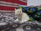 Persian Kittens