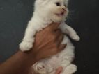 Persian Kittens
