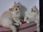 Persian Kittens