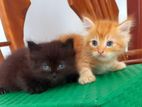 Persian Kittens
