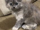 Persian Kittens