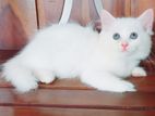 Persian Kittens