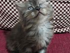 Persian Kittens