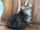 Persian Kittens