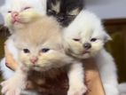 Persian Kittens