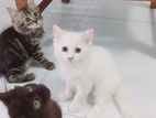 Persian Kittens