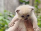 Persian Kittens