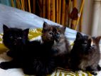Persian Kittens