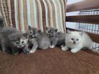 Persian Kittens