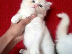 Persian Kittens