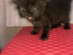 Persian Kittens
