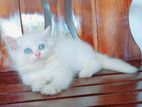 Persian Kittens