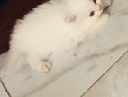Persian Kittens