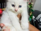 Persian Kittens