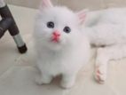 Persian Kittens