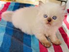 Persian Kittens