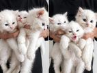 Persian Kittens