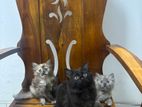 Persian Kittens