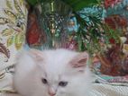 Persian Kittens