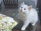 Persian Kittens