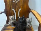 Persian Kittens