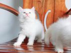Persian Kittens