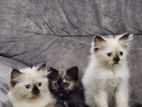 Persian Kittens
