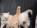 Persian Kittens