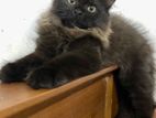 Persian kittens