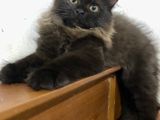 Persian kittens
