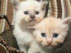 Himalayan Kittens