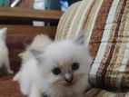 Persian Kittens