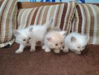 Persian Kittens