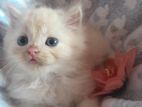 Persian Kittens