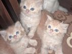 Persian Kittens