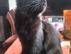 Persian Kittens