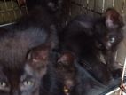 Persian Kittens