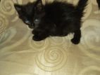 Persian Kittens