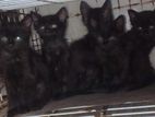 Persian Kittens