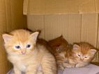 Persian Kittens