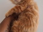 Persian Kittens