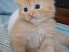 Persian kittens