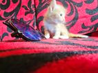 Persian kittens