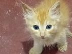 Persian Kittens