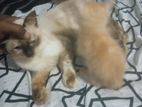 Persian Kittens